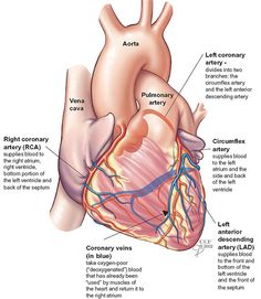 the anatomy of the heart and its major vessels