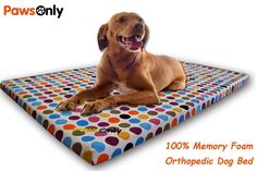 a brown dog laying on top of a colorful polka dot memory foam mat with the words paws only