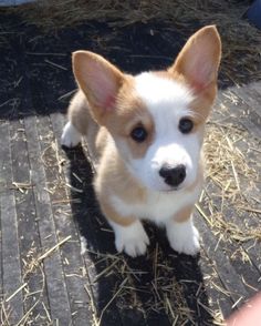 a small brown and white dog sitting on top of a pile of dry grass next to a person's hand