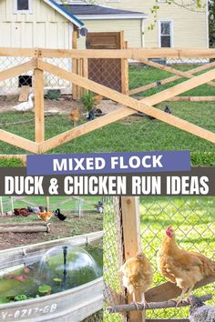 several pictures of chickens and ducks in a fenced area with text overlay that reads mixed flock, duck & chicken run ideas