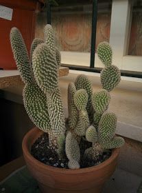 a cactus in a pot sitting on a window sill