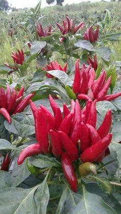 red flowers growing in the middle of a field