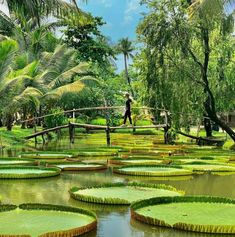 a man walking across a bridge over water covered with lily pads in a tropical park