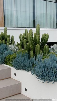 some very pretty plants in a big white planter