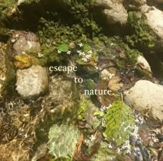 the words escape to nature are written on rocks and plants in water surrounded by moss