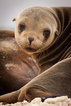 a sea lion laying on top of a sandy beach