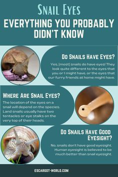 an info sheet describing the different types of snails and how they can help with them