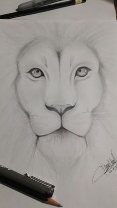 a pencil drawing of a lion's face