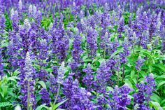 purple flowers are blooming in the field