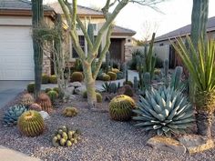 a cactus garden in front of a house