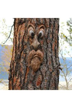 a tree with a face made out of it's bark and eyes on the trunk