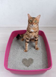 a cat sitting in a litter box with a heart shaped paw print on the floor