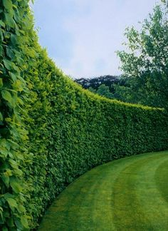 a large green hedge next to a lush green lawn