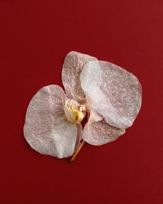 two white orchids on a red background with one flower still attached to the petals