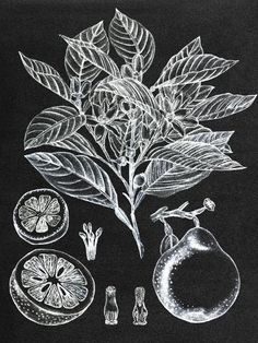 an image of some fruit and vegetables on a blackboard with white chalk drawing style