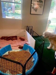 a dog standing next to a cage filled with food