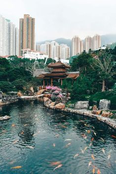 a pond filled with lots of fish next to tall buildings