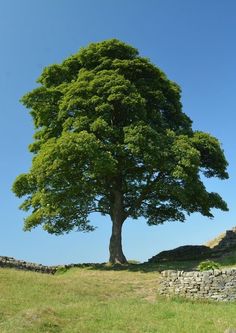 a large green tree sitting on top of a lush green field next to a stone wall