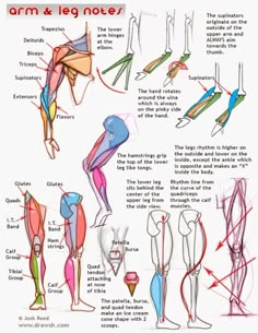 the diagram shows how to do an arm and leg move