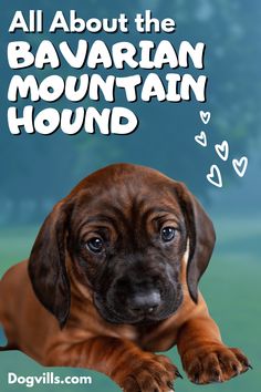 a brown dog laying down on top of a green field with the words, all about the bavarian mountain hound