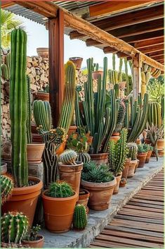 many different types of cactus in pots