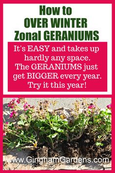 some plants growing out of the ground with text over it that reads how to over winter zona geraniums