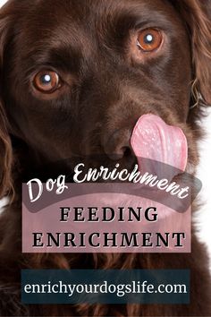 a brown dog sticking its tongue out with the words dog enrichment feeding enrichment