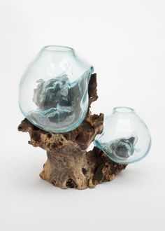 two glass vases sitting on top of a piece of driftwood