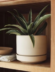 a potted plant sitting on top of a wooden shelf next to a white plate