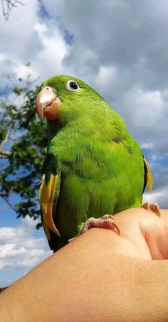 a small green bird perched on top of someone's hand