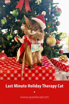 a cat sitting on top of a present box next to a christmas tree