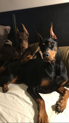 two dogs laying on top of a bed next to each other