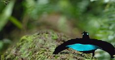 a blue and black bird standing on top of a moss covered tree trunk in the forest