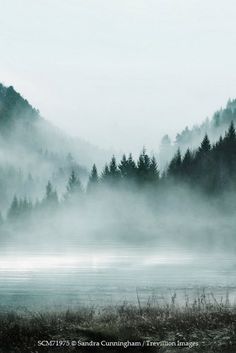 a foggy lake with trees in the background