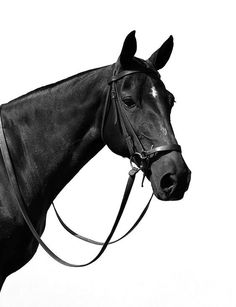 a black and white photo of a horse wearing a bridle