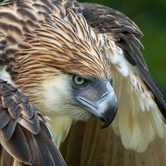 a close up of a bird of prey