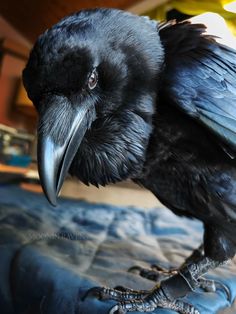 a large black bird sitting on top of a bed