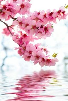 pink flowers are reflected in the water