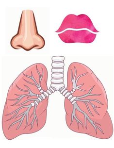 the lungs are shown with different types of breathings on them and in front of each other