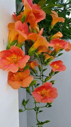 orange flowers growing on the side of a white wall