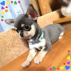 a small gray and white dog laying on top of a wooden floor next to a mirror