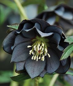 a black flower with white stamens on it's center and green leaves in the background