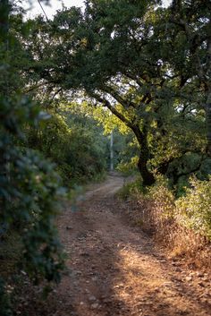 a dirt road surrounded by trees and bushes