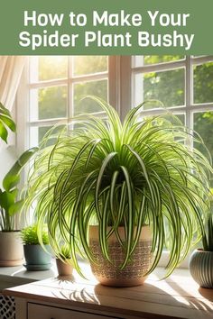 a spider plant sitting on top of a window sill next to potted plants