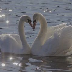 two white swans in the water making a heart shape with their beaks and necks