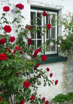 red roses growing on the outside of a white building with green shutters and window