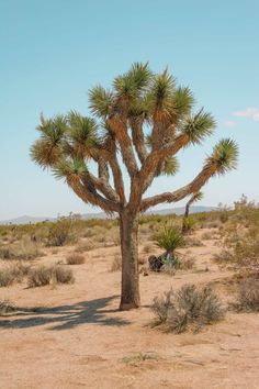 a joshua tree in the desert with no leaves