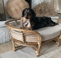 a black and brown dog laying on top of a chair