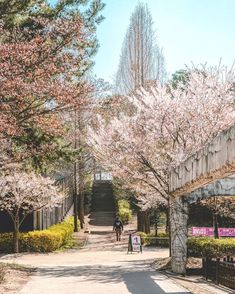 two people walking down a path in the middle of trees with pink flowers on them