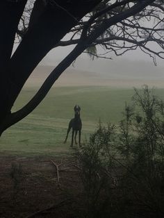 a dog standing on top of a lush green field next to a tree in the fog